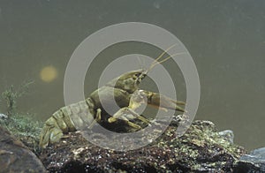 Freshwater crayfish, Austropotamobius pallipes