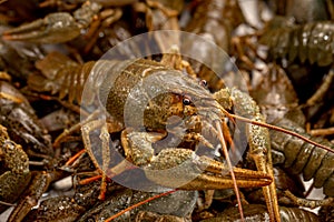 Freshwater crayfish caught for cooking, close-up. Lots of live crayfish. Freshwater crayfish without water