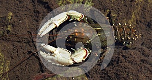 Freshwater Crayfish in a shallow river