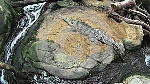 Freshwater Crocodile 1