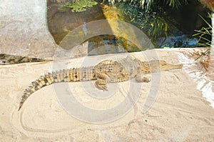 Freshwater Crocodile