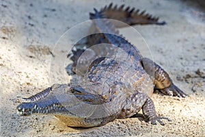 Freshwater Crocodile