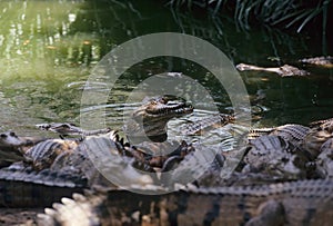 Freshwater crocodile