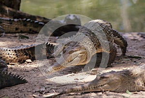 Freshwater crocodile