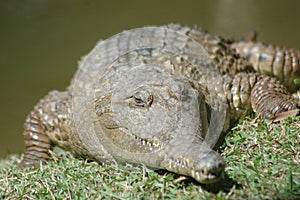 Freshwater crocodile