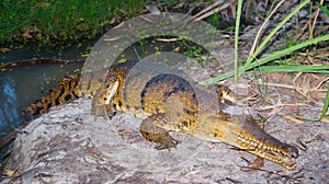 Freshwater crocodile