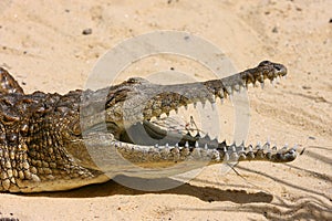 Freshwater crocodile