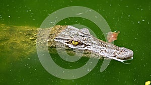 Freshwater crocodile.