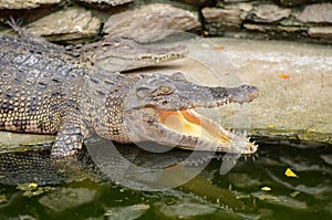 Freshwater crocodile.