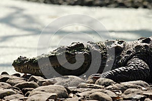 Freshwater Crocodile