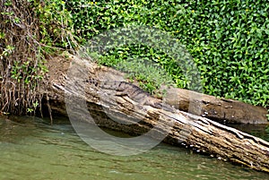 Freshwater crocodile in the Barron River