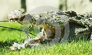 Freshwater crocodile basks in the sun.