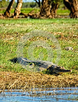 Freshwater crocodile Crocodylus johnsoni