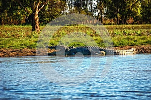 Freshwater crocodile Crocodylus johnsoni