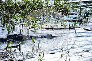 Freshwater crocodile Crocodylus johnsoni