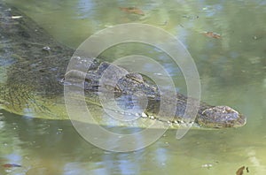 Freshwater crocodile, Crocodylus johnstoni