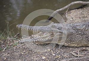 Freshwater crocodile, Crocodylus johnstoni