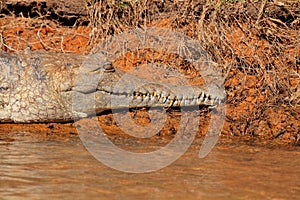 Freshwater crocodile