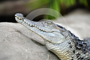 Freshwater crocodile Crocodylus mindorensis