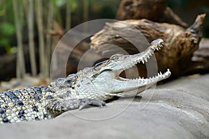 Freshwater crocodile  Crocodylus mindorensis