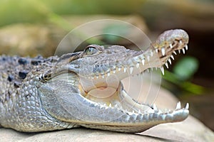 Freshwater crocodile  Crocodylus mindorensis