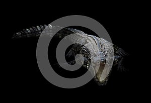 Freshwater crocodile in the dark