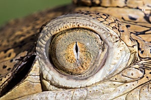 Freshwater Crocodile eye