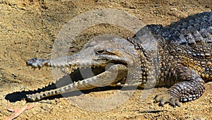 Freshwater crocodile face rest on a river bank with is jaws open