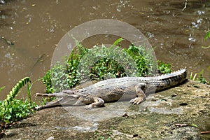 Freshwater crocodile in the farm