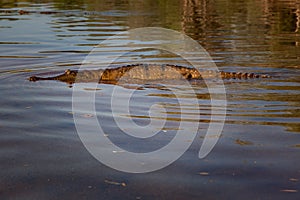 Freshwater Crocodile floating on surface, Geikie Gorge, Fitzroy