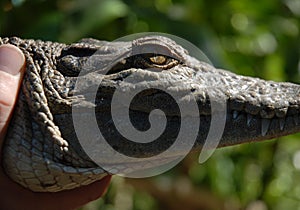 Freshwater crocodile and hand, Australia