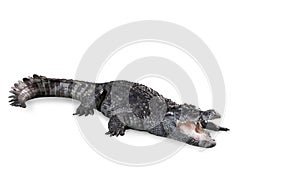 Freshwater crocodile isolated with path