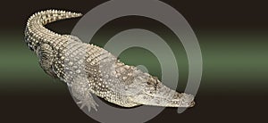 Freshwater crocodile isolated on white background, clipping path.