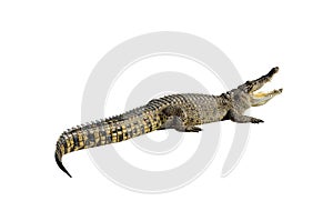 Freshwater crocodile isolated on white with clipping path.