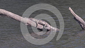 a freshwater crocodile on a log at katherine gorge