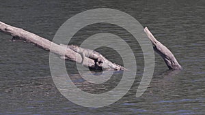 freshwater crocodile on a log at katherine gorge