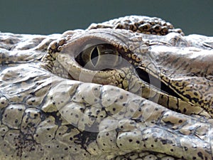 Freshwater crocodile portrait showing eye, ear and teeth with stream or river background.