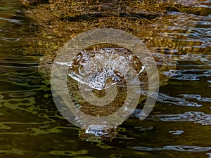 Freshwater Crocodile in Queensland, Australia