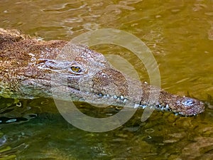 Freshwater Crocodile in Queensland, Australia