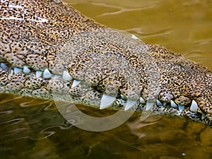 Freshwater Crocodile in Queensland, Australia