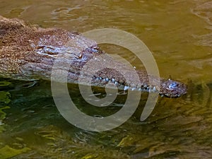 Freshwater Crocodile in Queensland, Australia