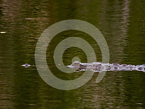 Freshwater Crocodile in Queensland Australia