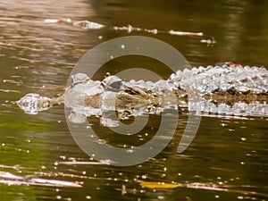 Freshwater Crocodile in Queensland Australia