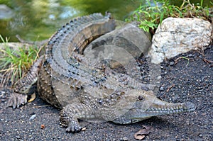 Freshwater crocodile on a river bank