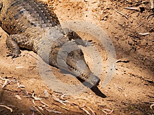 Freshwater crocodile on sandy riverbank North Queensland