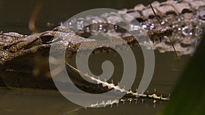 Freshwater crocodile in shallow water