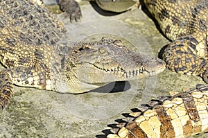 Freshwater crocodile, Siamese crocodile Crocodylus siamensis