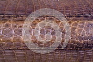 Freshwater crocodile skin texture