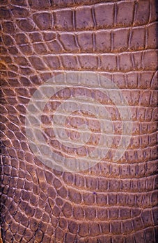 Freshwater crocodile skin texture