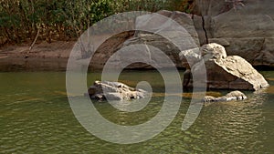 freshwater crocodile sunning itself on a rock at katherine gorge